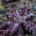 purple spiky plant by midge