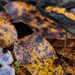 fallen leaves by midge