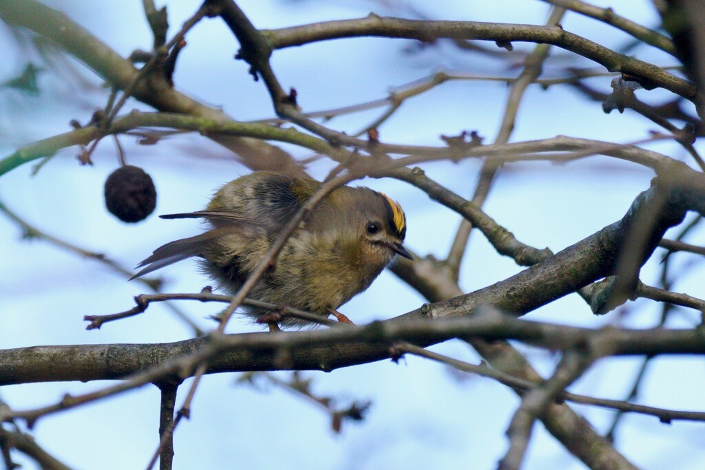 FLUFFED UP GOLDCREST by markp