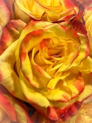 17th Dec 2021 - Market Bouquet Rose