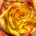 Market Bouquet Rose by shutterbug49