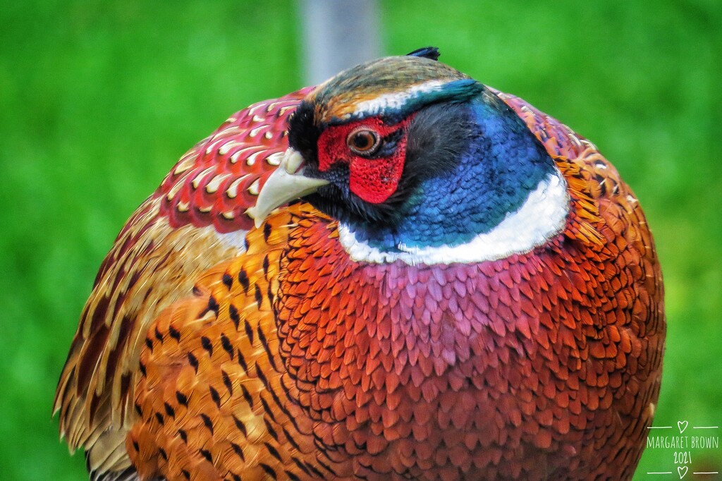 Our resident pheasant  by craftymeg