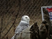 16th Dec 2021 - Snowy Owl