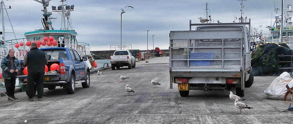 Socially distanced seagulls...... by cutekitty