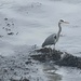 The Heron is looking for lunch. by bill_gk