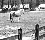 25th Jan 2011 - Horse b&amp;w