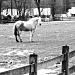 Horse b&amp;w by hjbenson