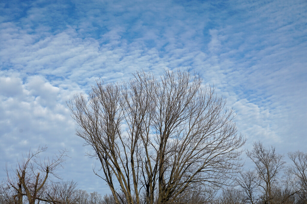 Bare tree by larrysphotos