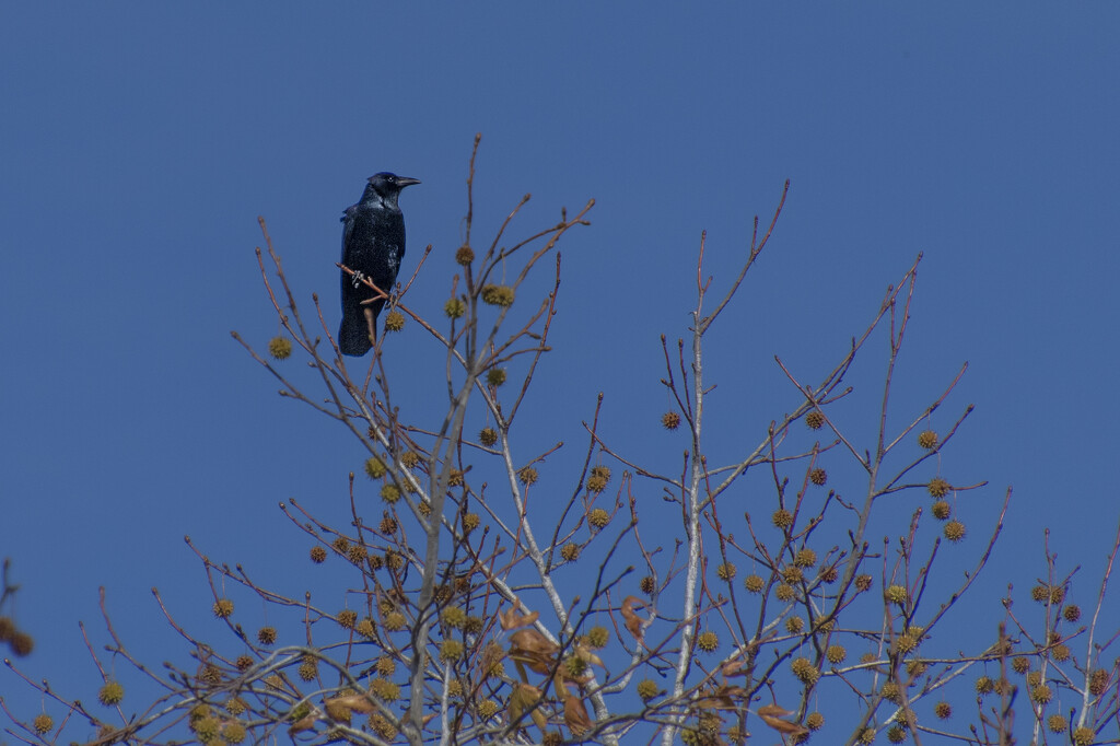 Fish Crow in a Sweetgum by timerskine