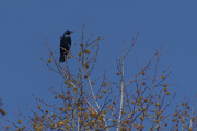 17th Dec 2021 - Fish Crow in a Sweetgum