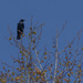 Fish Crow in a Sweetgum by timerskine