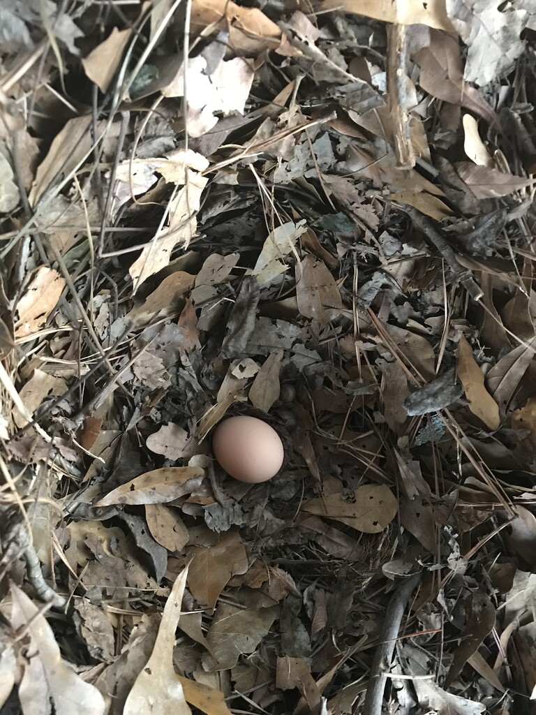 Nest Egg by gratitudeyear