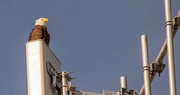 17th Dec 2021 - Bald Eagle On the Cell Tower!