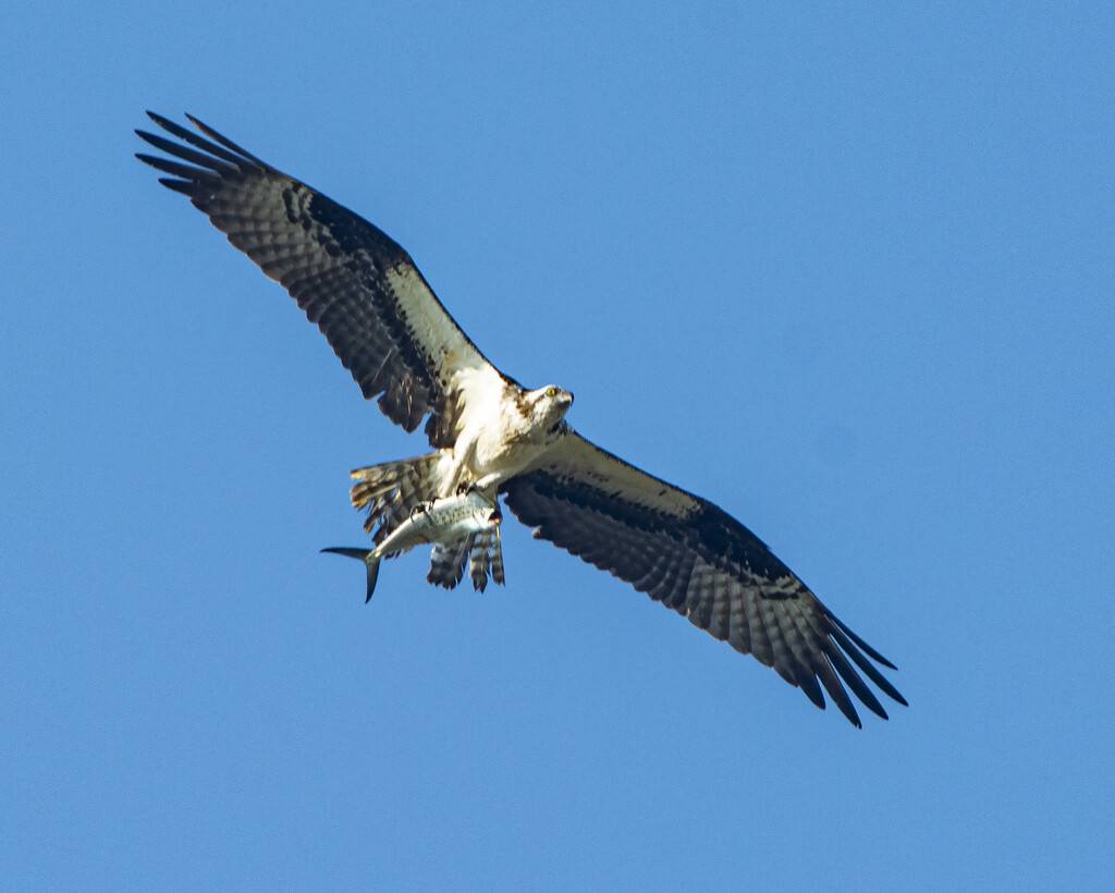 Hungry Osprey by cwbill