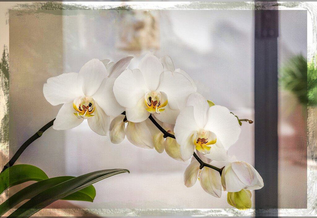 Another Orchid by ludwigsdiana
