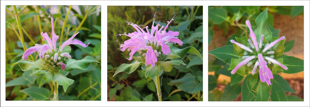 Mystery Flower Identified - Monarda - Wild Bergamot - Bee Balm by onewing