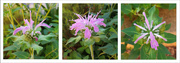 18th Dec 2021 - Mystery Flower Identified - Monarda - Wild Bergamot - Bee Balm