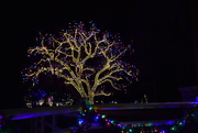 17th Dec 2021 - Lighted Cottonwood Tree