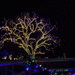Lighted Cottonwood Tree by sandlily
