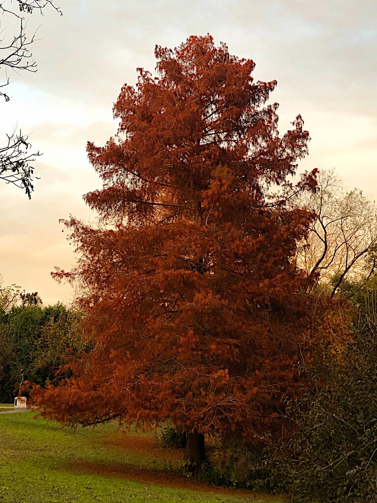 Autumn cypress by congaree
