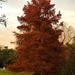 Autumn cypress by congaree