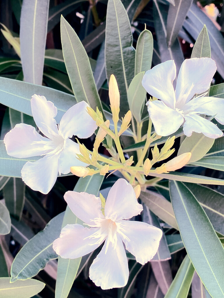 Oleander by joysfocus