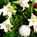 White Lillies by briaan