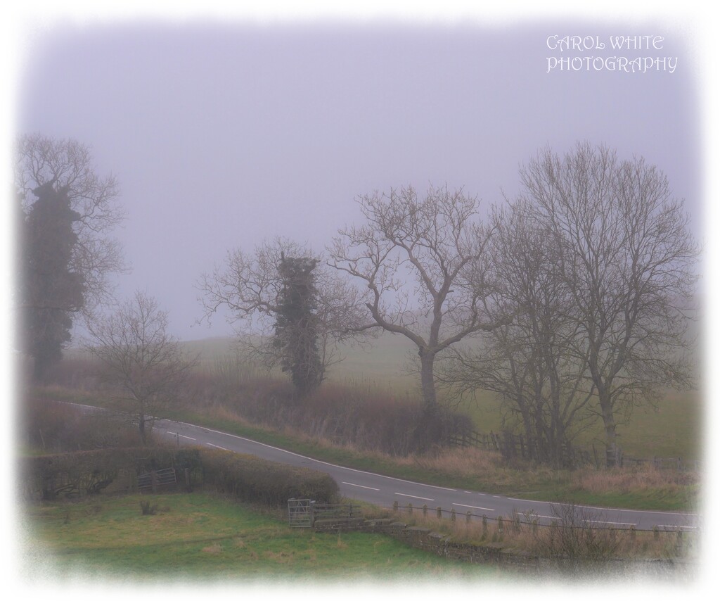A Foggy Drive Home by carolmw
