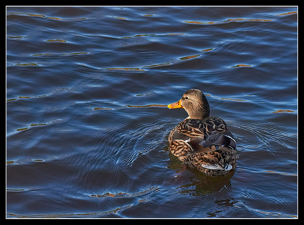 Duck on Dark Water by gardencat