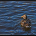 Duck on Dark Water by gardencat