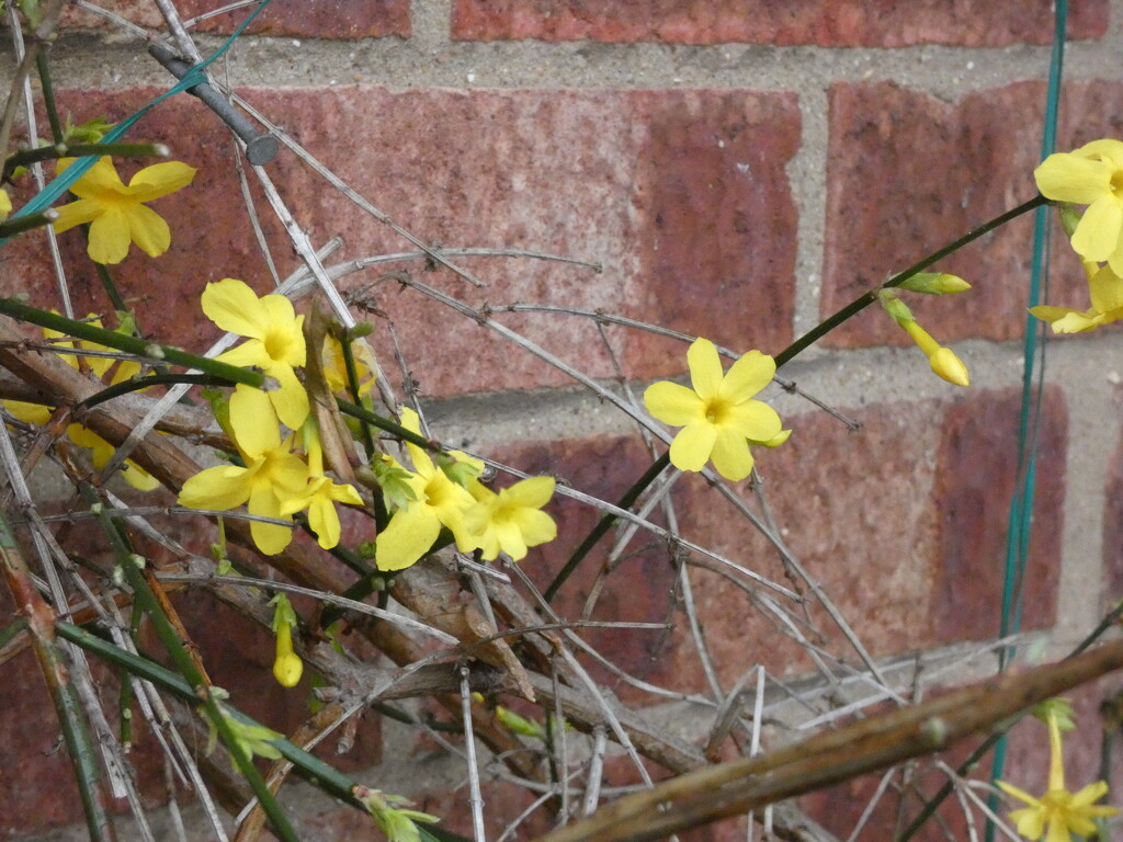 Winter Jasmine by foxes37