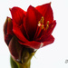 Red Amaryllis by elisasaeter