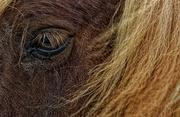 18th Dec 2021 - 1218 - Eye of a Shetland Pony 