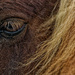 1218 - Eye of a Shetland Pony  by bob65