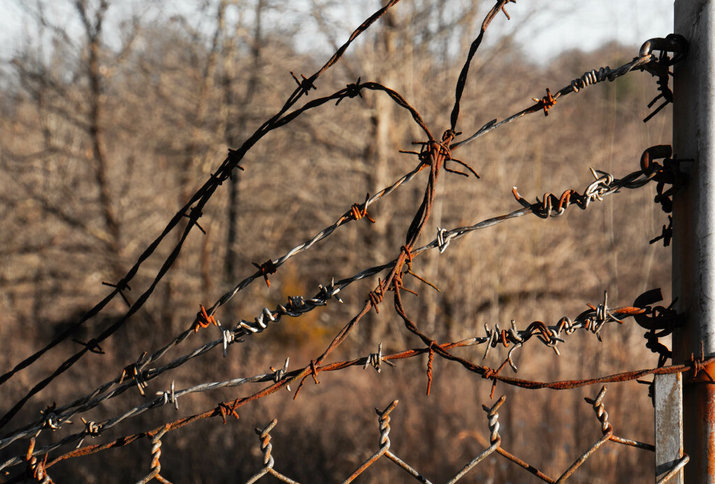 Barbed wire by randystreat