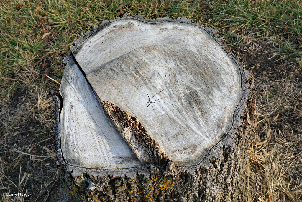 Aging stump by larrysphotos