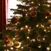Christmas Tree by carole_sandford