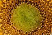 18th Dec 2021 - Middle of a sunflower