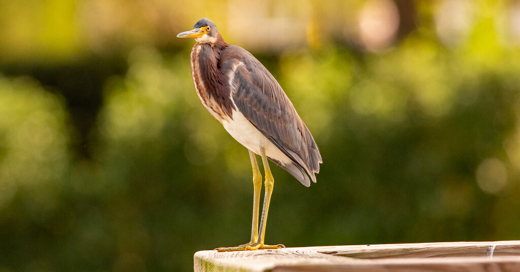 Tri-Colored Heron!  by rickster549