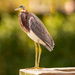 Tri-Colored Heron!  by rickster549