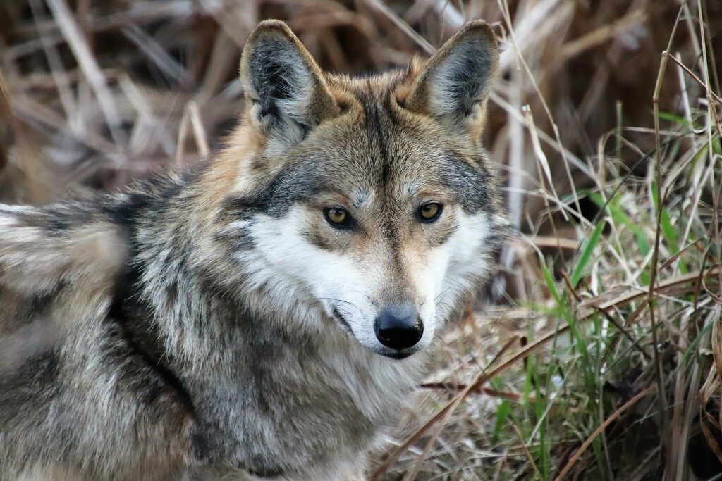 Mexican Gray Wolf by randy23