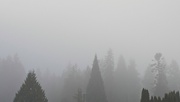 18th Dec 2021 - Foggy Day