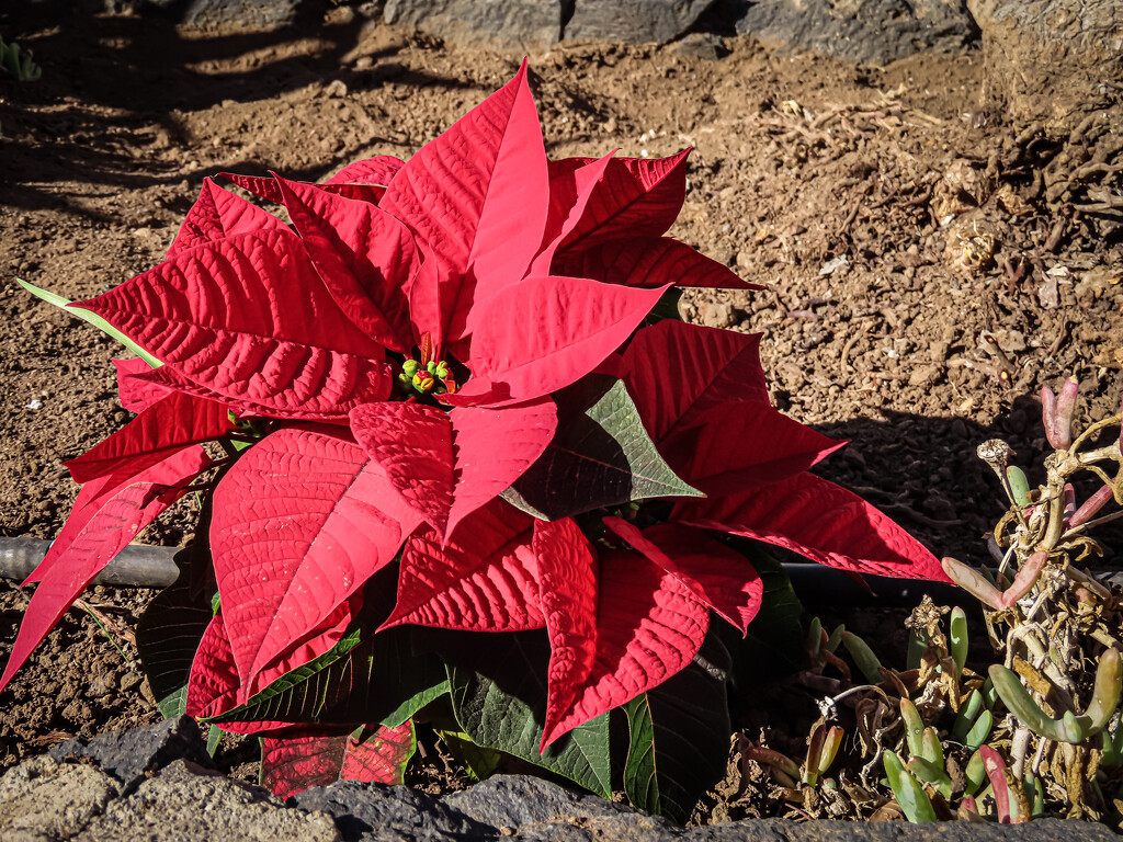 Poinsettia by mumswaby