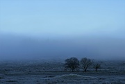 19th Dec 2021 - trees in mist