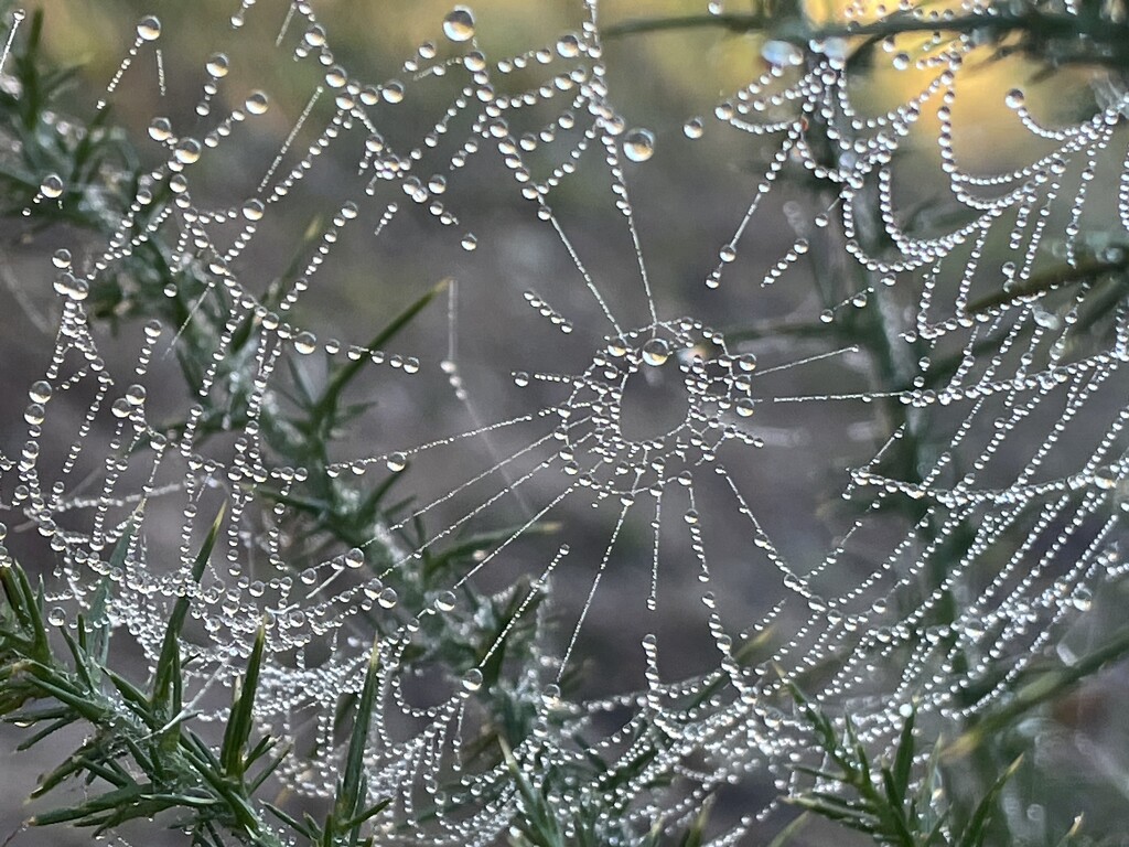 Spiders web  by callymazoo