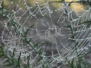 18th Dec 2021 - Spiders web 