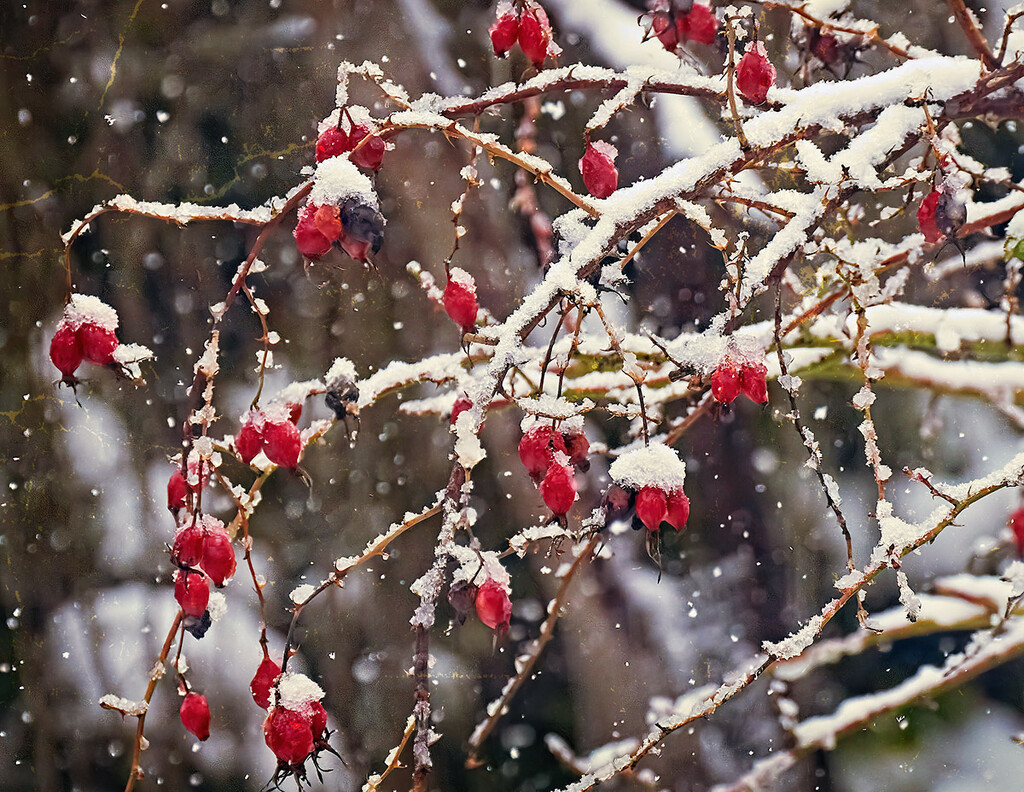 Rose Hips Under Snow by gardencat