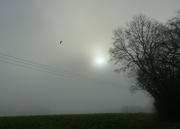 19th Dec 2021 - mist