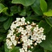 Winter.. Viburnum by 365projectorgjoworboys