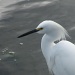 Egret by rrt
